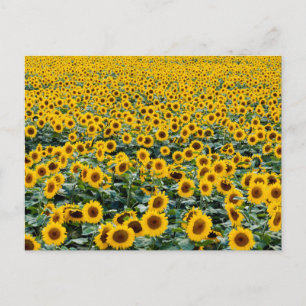Sunflowers, Wisconsin field Postcard