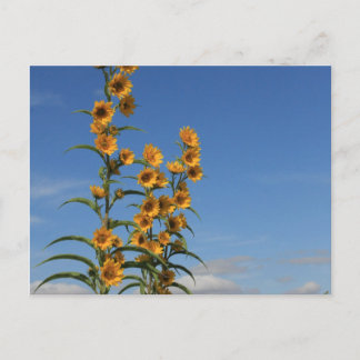 Sunflowes From Minnesota Postcard