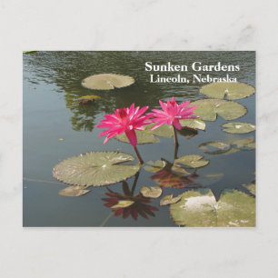 Sunken Gardens Pink Water lilies #80N 080 Postcard