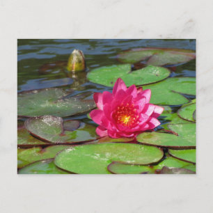 Sunken Gardens pink water lily 10 Postcard