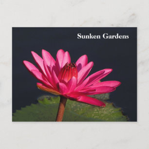 Sunken Gardens pink water lily #90N 090 Postcard