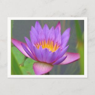 Sunken Gardens Purple Water Lily 2008 #3 03 Postcard
