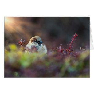 Sunlight Bathing Finch