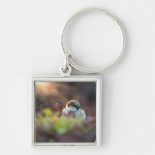 Sunlight Bathing Finch Key Ring