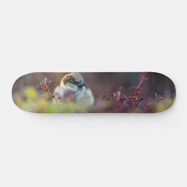 Sunlight Bathing Finch Skateboard (Horz)