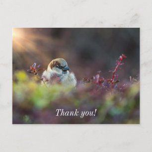 Sunlight Bathing Finch Thank You Postcard