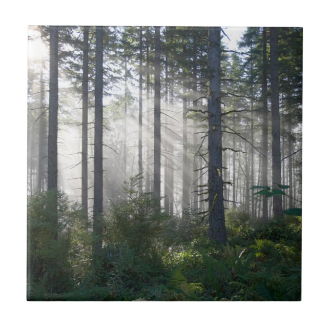 Sunlight Breaking Through a Misty Forest Ceramic Tile (Front)
