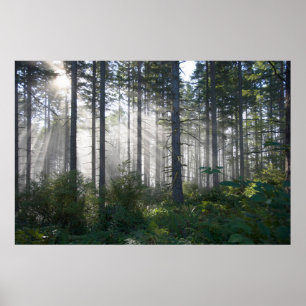 Sunlight Breaking Through a Misty Forest Poster