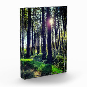 Sunlight coming through Forest Trees Photo Block