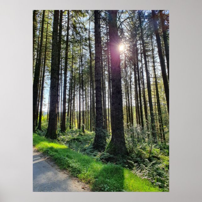 Sunlight coming through Forest Trees  Poster (Front)