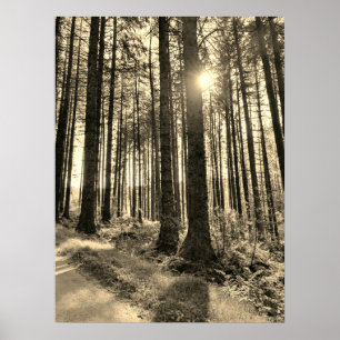 Sunlight coming through Forest Trees Poster