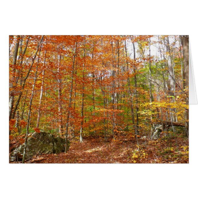 Sunlight Dappled Fall Trail at Laurel Hill Park (Front Horizontal)