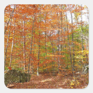 Sunlight Dappled Fall Trail at Laurel Hill Park Square Sticker