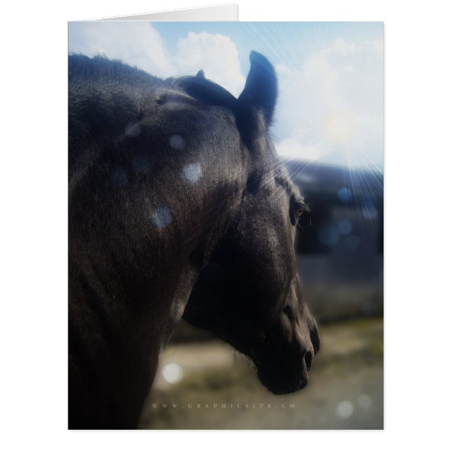 Sunlight - Greeting Card (Front)