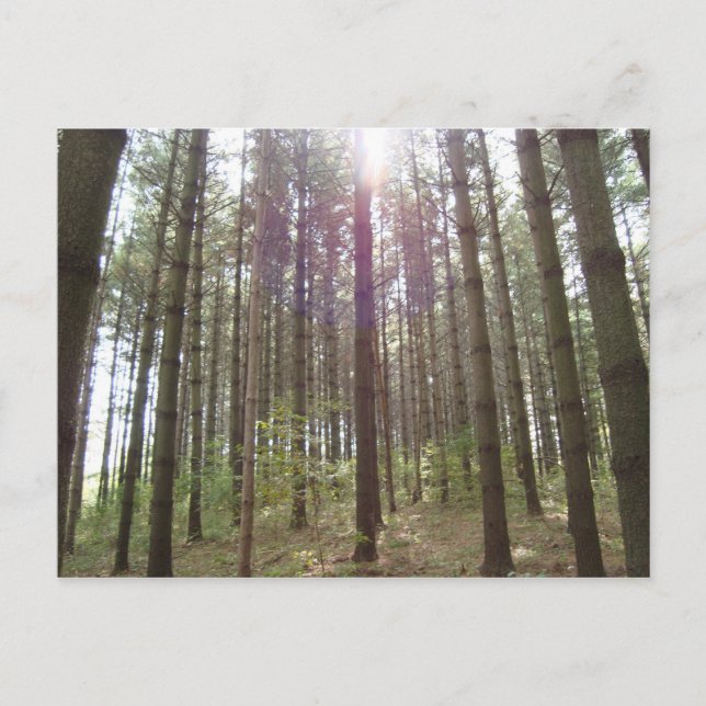 Sunlight in the pines postcard (Front)
