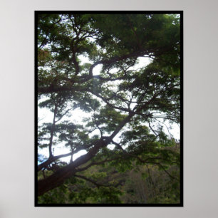 Sunlight in the Trees Poster