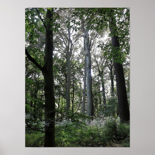 Sunlight in the Woods Poster (Front)