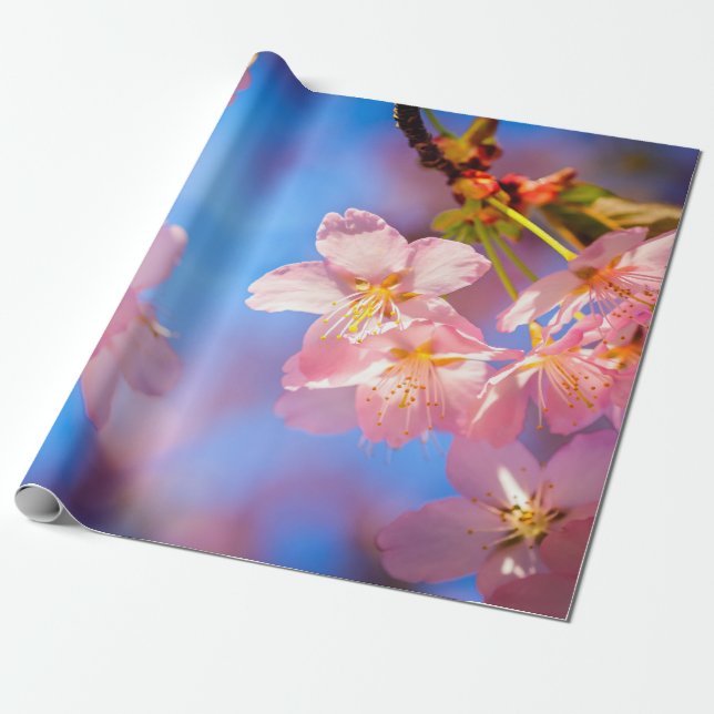 Sunlight On Sakura Flowers Wrapping Paper (Unrolled)