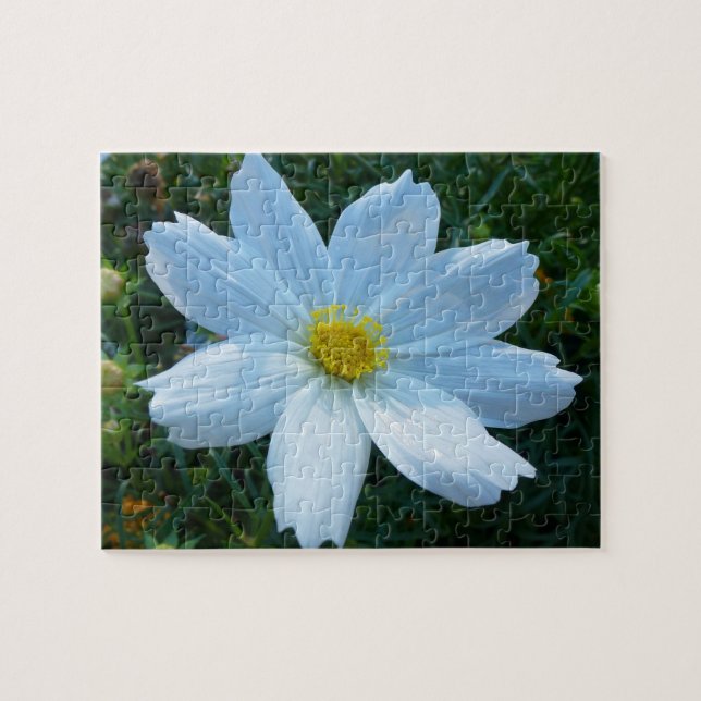 Sunlight on White Cosmos Floral Jigsaw Puzzle (Horizontal)