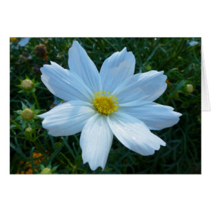 Sunlight on White Cosmos Flower Floral