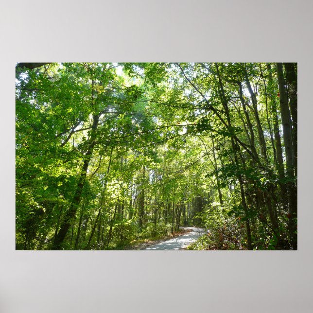Sunlight on Wooded Path at Centennial Park Poster (Front)