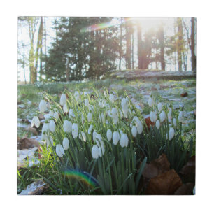 Sunlight Peeks at Snowdrops in Snow - Ceramic Tile