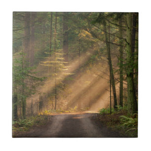 Sunlight Shining Through a Forest Ceramic Tile