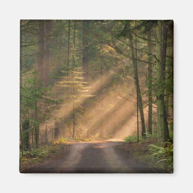 Sunlight Shining Through a Forest Magnet (Front)
