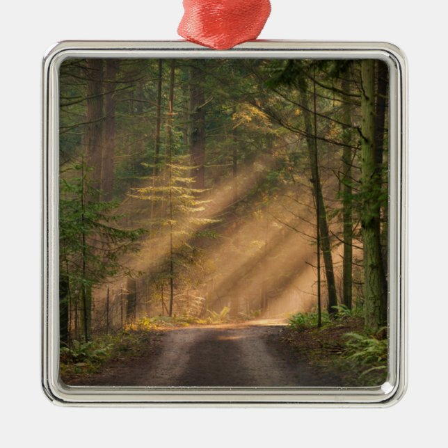 Sunlight Shining Through a Forest Metal Ornament (Front)