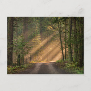 Sunlight Shining Through a Forest Postcard