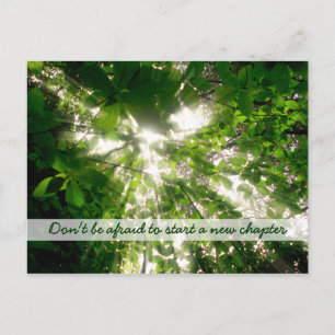 Sunlight Streaming Through Leaves Trees in Forest Postcard