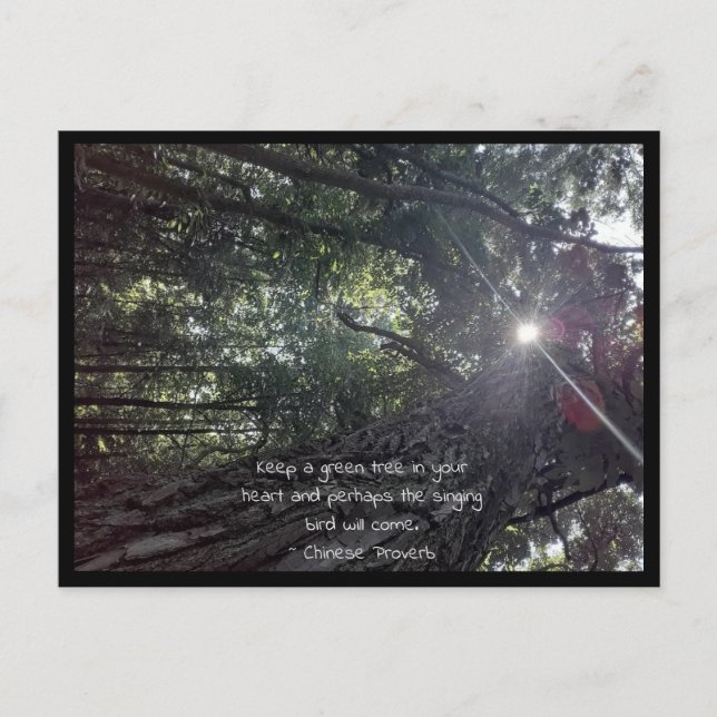 Sunlight Though a Tree Photo Art & Chinese Proverb Postcard (Front)