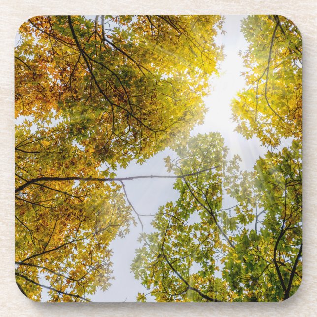 Sunlight Through Autumn Sugar Maples Coaster (Front)