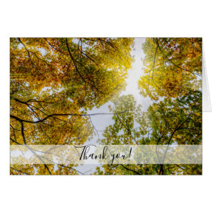Sunlight Through Autumn Sugar Maples Thank you