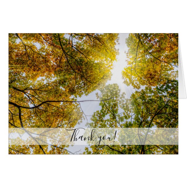 Sunlight Through Autumn Sugar Maples Thank you (Front Horizontal)