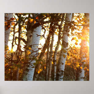 Sunlight Through Birch Trees 20x16 Poster Wall Art