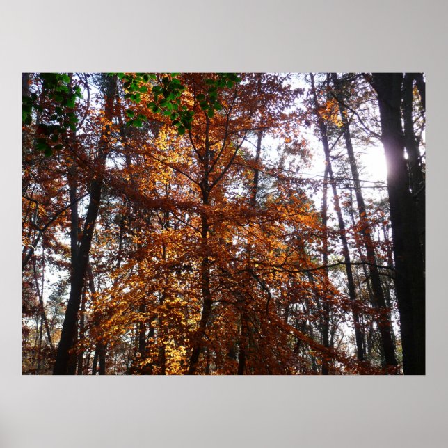 Sunlight through Fall Tree at Greenbelt Park Poster (Front)