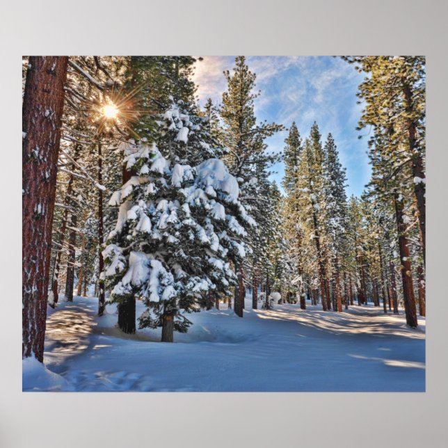 Sunlight through forest poster (Front)