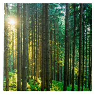 Sunlight Through Forest Trees Ceramic Tile