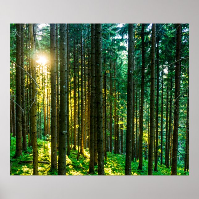 Sunlight Through Forest Trees Poster (Front)