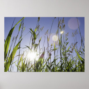 Sunlight through grass poster