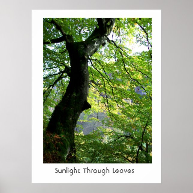 Sunlight Through Leaves Poster (Front)