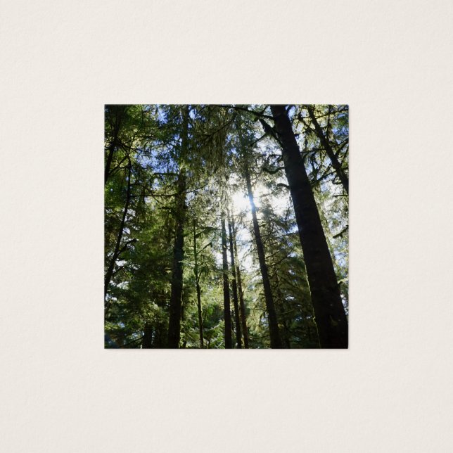 Sunlight Through Pine Trees (Front)