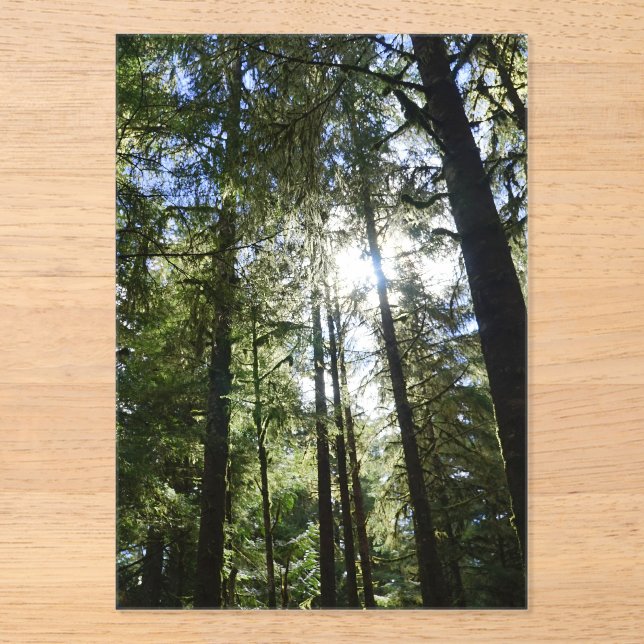 Sunlight Through Pine Trees Acrylic Invitations (Front)
