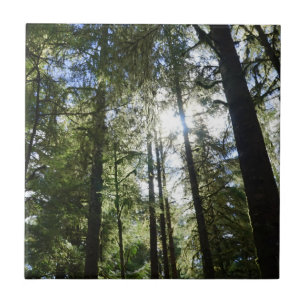 Sunlight Through Pine Trees Ceramic Tile
