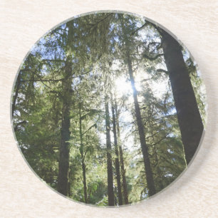 Sunlight Through Pine Trees Coaster