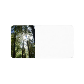 Sunlight Through Pine Trees Label