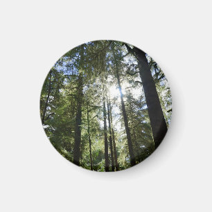 Sunlight Through Pine Trees Magnet