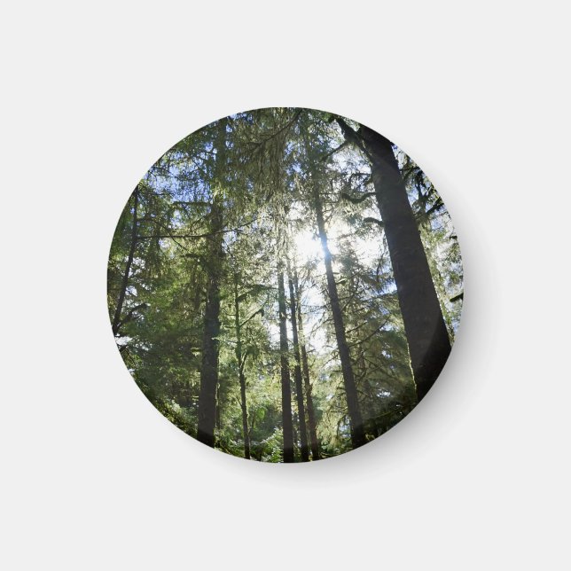 Sunlight Through Pine Trees Magnet (Front)