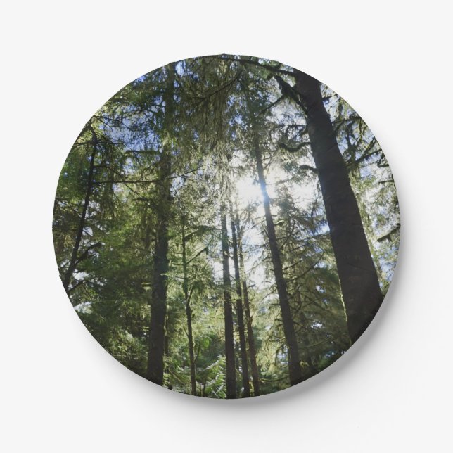 Sunlight Through Pine Trees Paper Plate (Front)